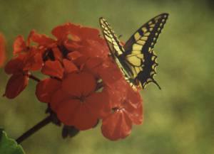 Schmetterling und Geranie